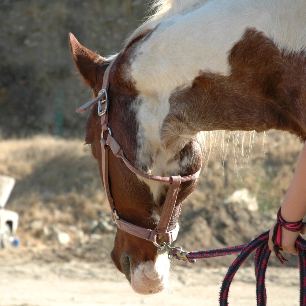 Meet your Posher, Sophia